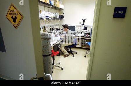 22. Juli 2004 - USA - KEINE MAGIE, KEINE VERKÄUFE -- KRT US-NEWS STORY SCHLEPPTE: SCI-GENETHERAPY KRT FOTO VON MARK RIGHTMIRE/ORANGE COUNTY REGISTER (L.A. TIMES OUT) (19. August) Arthur Lander, ein Entwicklungsbiologe, schaut sich eine Folie in seinem Büro in McGaugh Hall in U.C. Irvine an. Er und seine Frau Anne Calof, ebenfalls Biologin, arbeiten derzeit an der Entwicklung eines Mäusestamms mit dem Cornelia-de-lange-Syndrom, bei dem ihre erste Tochter getötet wurde. (Mvw) 2004 (Bild: © Mark Rightmire/mct/ZUMAPRESS.com) Stockfoto