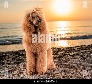 Standardpudel vor dem Hintergrund der Natur Stockfoto