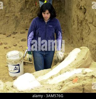NOVEMBER 2004 - USA - KRT US NEWS STORY SLUGGED: SCI-CMP-MAMMOTH KRT FOTO VON ROD BOREN/ST. LOUIS POST-DISPATCH (11. Januar) Principia College Studentin Katie Crocker wirft einen letzten Blick auf Bennie, das Mammut, während Freiwillige sich darauf vorbereiten, die Grabstelle mit Kunststoff und Isolierung für den Winter zu bedecken. (cdm) 2005 (Bild: © Rod Boren/mct/ZUMAPRESS.com) Stockfoto