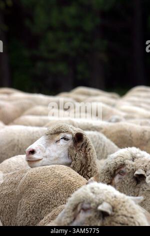 1. Juli 2004 - USA - KEINE MAGIE, KEINE VERKÄUFE -- KRT US-NACHRICHTEN SCHLEPPTE: PENDELTON KRT FOTO VON ALAN BERNER/SEATTLE TIMES (26. Dezember) ein Rambouillet blickt von der Band in den Blue Mountains in der Nähe von Pendleton, Oregon. (lde) 2004 (Bild: © Alan Berner/mct/ZUMAPRESS.com) Stockfoto