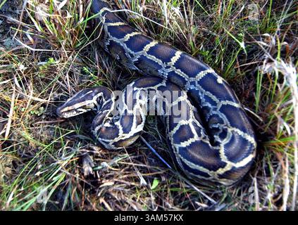 3. Dezember 2004 - USA - KRT US NEWS STORY SLUGGED: ENV-PYTHONPETE KRT FOTO VON TIM CHAPMAN/MIAMI HERALD (SOUTH FLORIDA SENTINEL OUT) (9. Januar) Eine burmesische Python, die im Everglades-Nationalpark gefunden wurde, wird jetzt von Lori Oberhofer benutzt, um Python Pete, einen Beagle-Welpen, auszubilden, um exotische Pythonschlangen im Park zu riechen. Diese Python ist 1,80 m lang. (cdm) 2005 (Bild: © Tim Chapman/mct/ZUMAPRESS.com) Stockfoto
