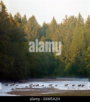 8. September 2004 - USA - KEINE MAGIE, KEINE VERKÄUFE -- KRT US NEWS STORY SCHLEPPTE: ENV-QUEETS KRT FOTO VON STEVE RINGMAN/SEATTLE TIMES (3. Februar) bei Sonnenuntergang im Sommer, wenn der Fluss niedrig ist, überqueren Elche den Queets River, ein kompliziertes, sich selbst erhaltendes Ökosystem aus Wasser, Wäldern und Wildtieren im Bundesstaat Washington. (Mvw) 2005 (Bild: © Steve Ringman/mct/ZUMAPRESS.com) Stockfoto