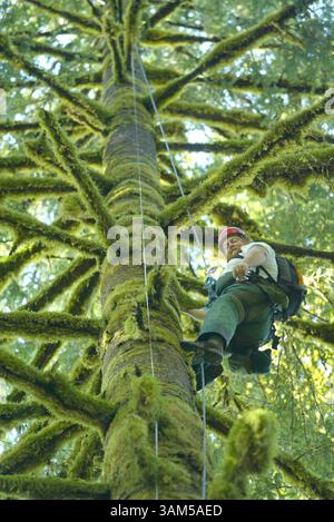 8. September 2004 - USA - KEINE MAGIE, KEINE VERKÄUFE -- KRT US-NEWS-STORY SCHLEPPTE: ENV-QUEETS KRT FOTO VON STEVE RINGMAN/SEATTLE TIMES (3. Februar) Robert Van Pelt ruht auf seinem Weg in die Baumkronen, um die Bäume, Moose und Flechten zu messen, die sie beherbergen. Die Daten werden Forschern helfen, die Abläufe des Queets River im Bundesstaat Washington zu untersuchen. (Mvw) 2005 (Bild: © Steve Ringman/mct/ZUMAPRESS.com) Stockfoto