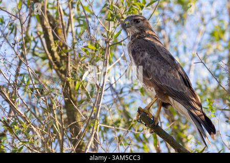 Steppenbussard oder gemeiner Bussard (Buteo buteo vulpinus) in einem Baum im Laubwald Swellendam, Westkap, Südafrika Stockfoto