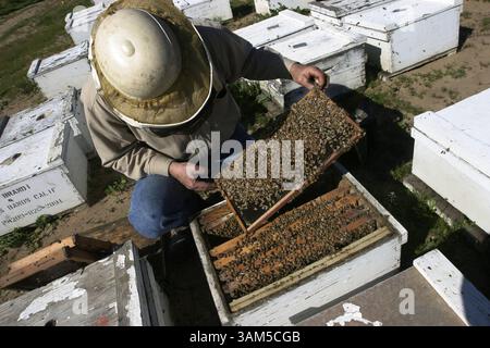 21. Januar 2005 - USA - KRT US NEWS STORY SCHLEPPTE: SCI-MITE KRT FOTO VON JUDITH CALSON/SAN JOSE MERCURY NEWS (Januar 30) AROMEN, CA - Imker Gene Brandi überprüft seine Bienen am Freitag, 21. Januar 2005 auf Beweise für die Varroa Milbe. Er besitzt ein paar tausend Kolonien, wenn alle noch leben. Die Varroa Milbe hat etwa ein Viertel seiner 1.000 Bienenstöcke zerstört. (cdm) 2005 (Kreditbild: © Judith Calson/mct/ZUMAPRESS.com) Stockfoto
