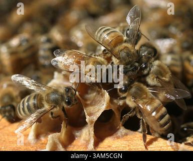 21. Jan. 2005 - USA - KRT US NEWS STORY SLUGGED: SCI-MITE KRT FOTO VON JUDITH CALSON/SAN JOSE MERCURY NEWS (Januar 30) AROMEN, CA - Imker Gene Brandi's Bienen im Stock. Die Varroa Milbe hat etwa ein Viertel seiner 1.000 Bienenstöcke zerstört. (cdm) 2005 (Kreditbild: © Judith Calson/mct/ZUMAPRESS.com) Stockfoto