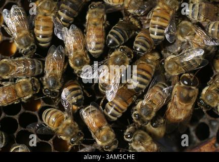 21. Jan. 2005 - USA - KRT US NEWS STORY SCHLEPPTE: SCI-MITE KRT FOTO VON JUDITH CALSON/SAN JOSE MERCURY NEWS (Januar 30) AROMEN, CA - Imker Gene Brandi's Bienen in einem Bienenstock. Die Varroa Milbe hat etwa ein Viertel seiner 1.000 Bienenstöcke zerstört. (cdm) 2005 (Kreditbild: © Judith Calson/mct/ZUMAPRESS.com) Stockfoto