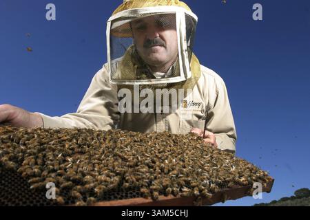 21. Januar 2005 - USA - KRT US NEWS STORY SCHLEPPTE: SCI-MITE KRT FOTO VON JUDITH CALSON/SAN JOSE MERCURY NEWS (Januar 30) AROMEN, CA - Imker Gene Brandi überprüft seine Bienen am Freitag, 21. Januar 2005 auf Beweise für die Varroa Milbe. Er besitzt ein paar tausend Kolonien, wenn alle noch leben. Die Varroa Milbe hat etwa ein Viertel seiner 1.000 Bienenstöcke zerstört. (cdm) 2005 (Kreditbild: © Judith Calson/mct/ZUMAPRESS.com) Stockfoto