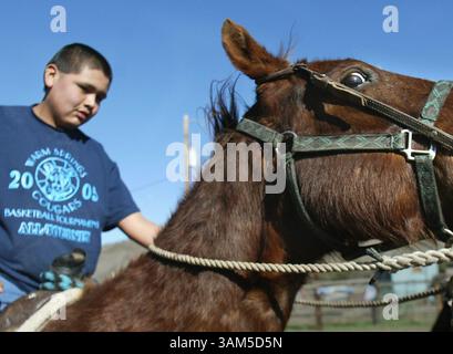 21. August 2004 - USA - KEINE MAGIE, KEINE VERKÄUFE -- KRT US-NEWS-STORY SCHLEPPTE: NATIVEYOUTH-HORSES KRT FOTO VON MINDY SCHAUER/ORANGE COUNTY REGISTER (LA TIMES OUT) (März 30) Jordan Holliday, 13, arbeitet die Angst aus dem wilden Pferdescheiler, der am Samstag bei der Swallows Day Parade in San Juan Capistrano, Kalifornien, teilnehmen wird. (cdm) 2005 (Vielfalt) (Bild: © Mindy Schauer/mct/ZUMAPRESS.com) Stockfoto