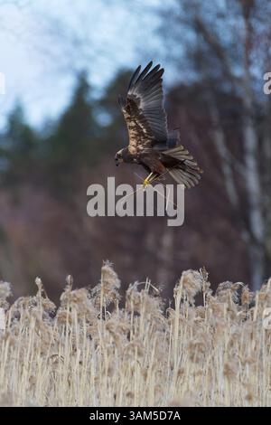 Weibliche westliche sumpfweide landet in einem Nest hinter Schilf und trägt Nestmaterial am Mittag an einem bewölkten Frühlingstag in Westfinnland. Stockfoto