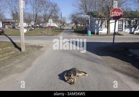 9. März 2005 - USA - KRT US NEWS STORY SLUGGED: TOWNTURNAROUND KRT FOTO VON MICHAEL TERCHA/CHICAGO TRIBUNE (3. April) Ein Hund loungt auf der One Gasse in Nebo, Illinois. (cdm) 2005 (Bild: © Michael Tercha/mct/ZUMAPRESS.com) Stockfoto