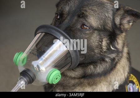 19. April 2005 - USA - KRT US NEWS STORY SLUGGED: PET-OXYGENMASK KRT FOTO VON MICHAEL TERCHA/CHICAGO TRIBUNE (10. Mai) Ein Hund der Wauconda Polizeiabteilung demonstriert eine Sauerstoffmaske für Haustiere. Die Feuerwehr der Stadt hat die Maske kürzlich erworben. (cdm) 2005 (Bild: © Michael Tercha/mct/ZUMAPRESS.com) Stockfoto
