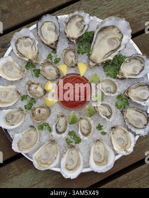 15. Mai 2005 - USA - KEINE MAGIE, KEIN VERKAUF -- KRT US-NEWS-STORY SCHLEPPTE: ENV-OYSTERMEN KRT FOTO VON BENJAMIN BENSCHNEIDER/SEATTLE TIMES (24. Mai) die Beliebtheit von Austernriegeln ist Teil des wachsenden Marktes für die Biventilen. (gsb) 2005 (Bild: © Benjamin Benschneider/mct/ZUMAPRESS.com) Stockfoto