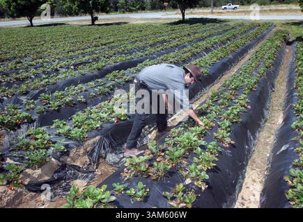 20. Juni 2005 - USA - KRT US NEWS STORY SLUGGED: FARM-YOUNGFARMERS KRT FOTO VON PATRICK TEHAN/SAN JOSE MERCURY NEWS (19. Juli) Ron Rodriguez pflückt Erdbeeren auf seiner Farm in Watsonville, Kalifornien, im Juni 2005. (gsb) 2005 (Kreditbild: © Patrick Tehan/mct/ZUMAPRESS.com) Stockfoto