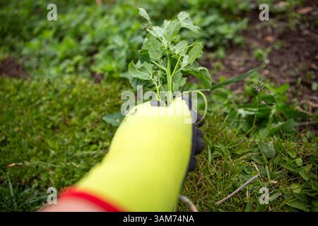 Eine Hand mit Gartenhandschuhen und Unkraut Stockfoto