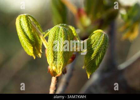 Rosskastanie, Aesculus hippocastanum frischer Frühling hinterlässt Nahaufnahme selektiven Fokus Stockfoto
