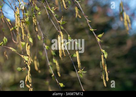 Birke, Betula-Pendel-Frühlings-Catkins-Nahaufnahme selektiver Fokus Stockfoto