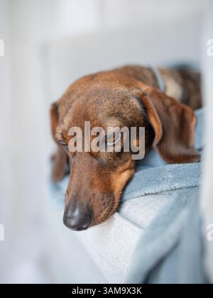 Brauner Dachshund auf einer grauen Decke. Hochwertige Fotos Stockfoto