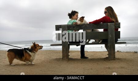 29. April 2007 – USA – ein amerikanischer Pitbull schaut am Sonntag, den 29. April 2007, auf einen vorbeiziehenden Hund hinunter, während er zwischen seinen Besitzern Jamie und Jacqui Schaible im Powerhouse Park in Del Mar, Kalifornien sitzt. Viele Hundebesitzer spazieren durch den Park, der zwischen Camino del Mar und dem Meer liegt. (Songha Lee/The Orange County Register/MCT) (Kreditbild: © Songha Lee/mct/ZUMAPRESS.com) Stockfoto