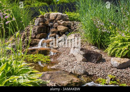 Carassius auratus - Goldfisch, Eichhornia crassipes - Wasserhyazinthe im Teich mit kaskadierendem Wasserfall, begrenzt von Hosta-Pflanzen im Garten. Stockfoto