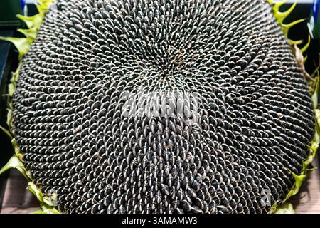 Sonnenblumenkopf mit Reifen Sonnenblumenkernen. Sonnenblumenkappe. Stockfoto