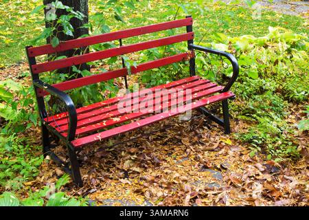 Roter Garten lange Bank bedeckt mit gefallenen Laubbäumen und begrenzt von Hosta - Hosta Pflanzen nach dem Regen im Garten im Herbst. Stockfoto