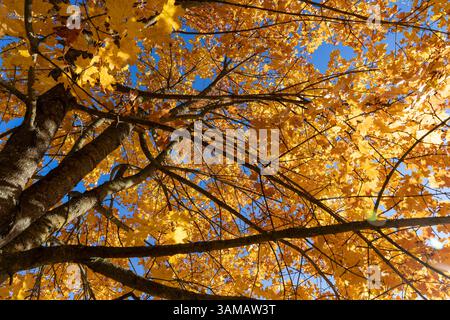 Orange Laub auf Ahornzweigen bei sonnigem Wetter, herbstliche Natur, Ahornsamen auf einem Baum, Blick von unten Stockfoto
