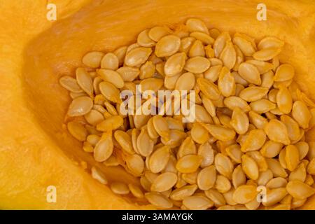 Frisch geschnittener Orangenkürbis mit Kochkernen, Orangenkürbis zum Kochen vorbereiten, Kürbiskerne innen, Samen in Kürbis gegossen, Seitenansicht Stockfoto