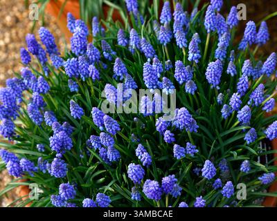 Nahaufnahme der blauen Blüten mit weißen Spitzen des ausdauernden Frühlingsblühgartens Traubenhyazinthe bulb Muscari armeniacum atlantic. Stockfoto