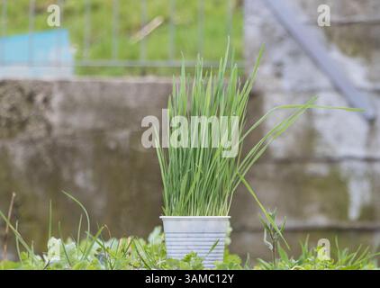 Im Garten wächst eine Topfgraspflanze mit grünen Blättern und weißen Streifen an den Stielen. Stockfoto