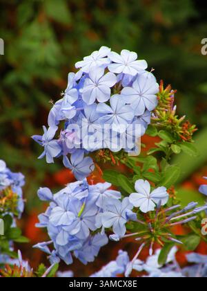 Schöne blaue Jasminblüten - Plumbago auriculata Stockfoto