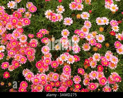 Garten mit rosa Blumen, Gerbera oder afrikanischem Gänseblümchen Stockfoto