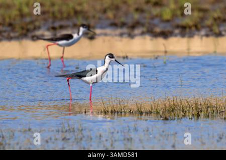 Schwarzflügelstelzen (Himantopus himantopus) zwei ausgewachsene Männchen, die im Frühjahr im Flachwasser des Teichs im Feuchtgebiet auf der Suche sind Stockfoto