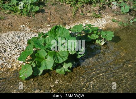 Coltsfoot, farfara, Tussilago farfara, Asteraceae, Subiaco, Aniene River, Latium, Italien, Europa Stockfoto