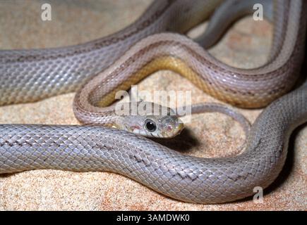 Maisschlange, Rote Rattenschlange, Hühnerschlange, östliche Maisschlange, Pantherophis Guttatus „pastellgestreift“, Colubridae, Terrarium Stockfoto