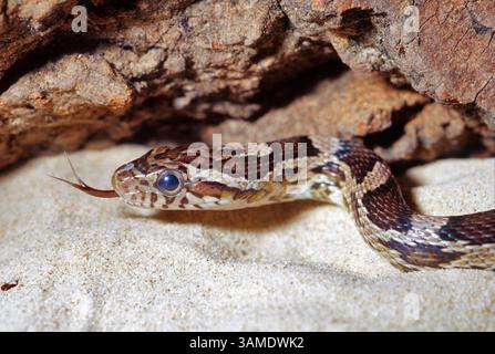 Maisschlange, Pantherophis guttatus „pastellgestreift“, Colubridae Stockfoto
