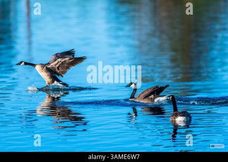 Ich komme zu Einer Wasserlandung Stockfoto