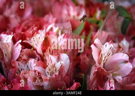 13. Februar 2014 - Manila, Philippinen - Eine Biene schwebt einen Tag vor dem Valentinstag auf dem Dangwa Blumenmarkt in Manila, Philippinen. Viele Blumenhändler haben begonnen, zum Valentinstag Sträuße und Rosen zu verkaufen. (Bild: © Ezra Acayan/ZUMAPRESS.com) Stockfoto
