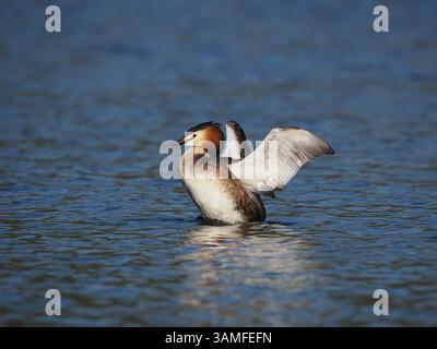 Greben ernähren sich von Fischen, aber gelegentlich ist ihr Fang zu groß, um ihn trotz großer Anstrengung zu schlucken! Stockfoto