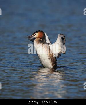 Greben ernähren sich von Fischen, aber gelegentlich ist ihr Fang zu groß, um ihn trotz großer Anstrengung zu schlucken! Stockfoto
