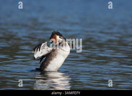 Greben ernähren sich von Fischen, aber gelegentlich ist ihr Fang zu groß, um ihn trotz großer Anstrengung zu schlucken! Stockfoto