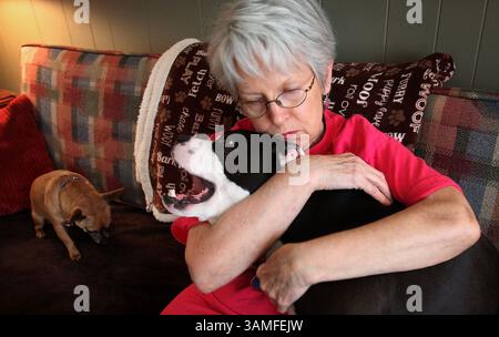 12. März 2014 - Memphis, TN, USA - Judy Sutton umarmt ihren Pitbull AC, während sich ihr Chihuahua, Julio, auf der Couch wohlfühlt, nachdem sie am 12. März 2014 in Memphis, Tennessee, Ball im Haus gespielt haben. Sutton adoptierte AC von der Hearts of Gold Pit Rescue vor etwa vier Jahren und nahm Julio kurze Zeit später von der Straße. (Bild: © Mike Brown/MCT/ZUMAPRESS.com) Stockfoto
