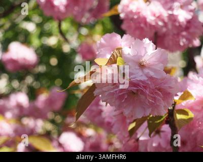 Nahaufnahme der Blüte einer japanischen Kirsche (prunus serrulata Lidl.) Vorne Äste und Blätter. Bonn, Deutschland, April. Konzept: Frühling, Sakura, ch Stockfoto