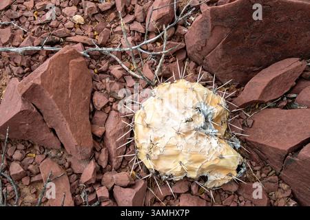 Getrockneter Kaktuskaktus auf rotem Roxk Stockfoto