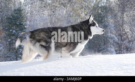 Majestätischer Sibirischer Husky Sprintet Durch Den Winterschnee – Gigapixel Stockfoto