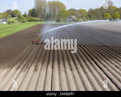Künstliche Bewässerung eines Kartoffelfeldes im April mit einer Sprinkleranlage, lange Dürre im Frühjahr macht dies erforderlich, auf insgesamt 7,5 Hektar Stockfoto