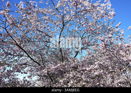 Japanische Kirsche, Japanische Blütenkirsche, Orientalische Kirsche, Japanischer Kirschbaum, Japanischer Blütenkirschbaum (Prunus serrulata) Stockfoto
