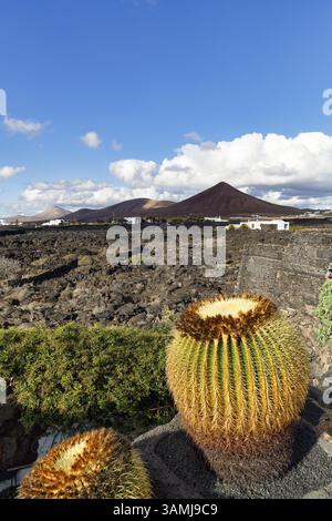 Blick auf Lavafeld und Vulkankegel, Kakteen, ehemalige Residenz des Künstlers, Fundacion Cesar Manrique, Tahiche, Teguise, Lanzarote, Spanien, Europa Stockfoto