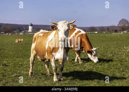 Milchkühe in ländlicher Umgebung auf einer Weide in der Schwäbischen Alb. Weidenstetten, Baden-Württemberg, Deutschland, Europa Stockfoto