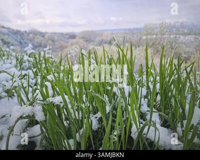Leuchtend grüne Grashalme, die nach einem Schneefall Ende April teilweise mit Schnee bedeckt sind. Glitzernde Wassertröpfchen als Tautropfen auf üppigem Grün nach Eis Stockfoto